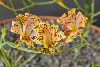 <em>Alstroemeria versicolor</em>